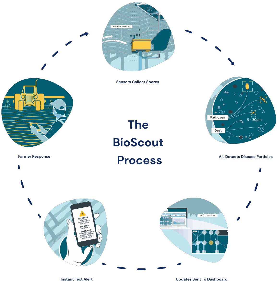 The BioScout process