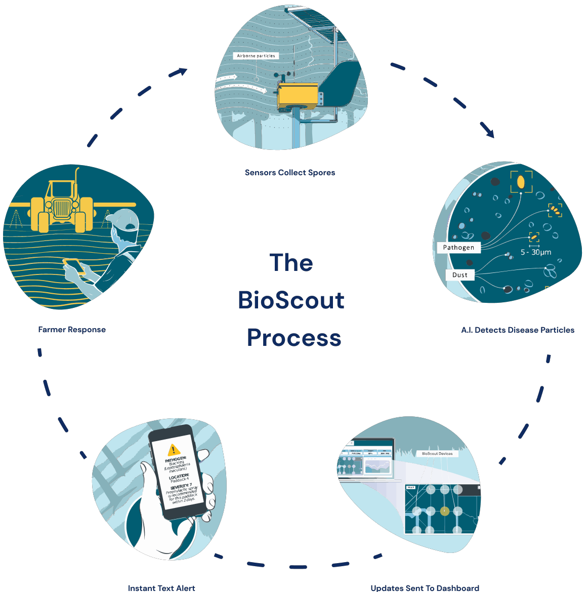 The BioScout process